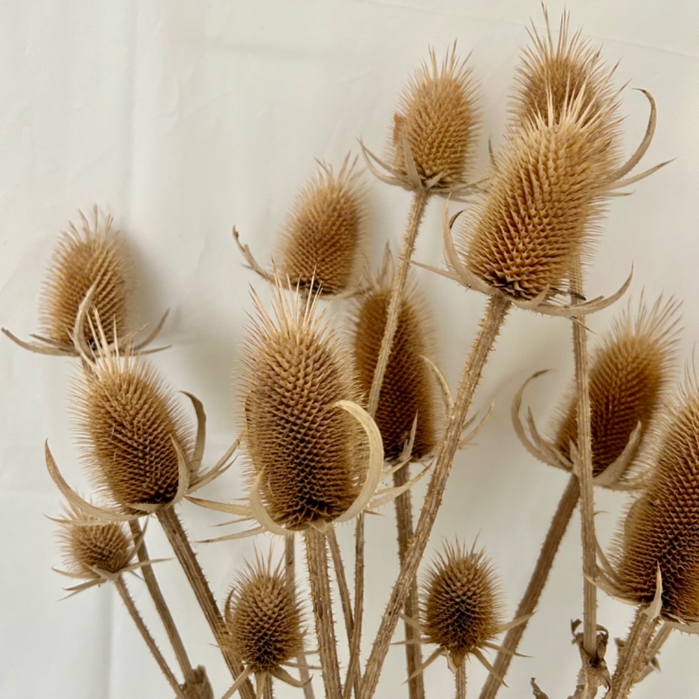 15 Dried Teasel Heads w Stems Natural Thistle Floral Home Decor Craft Supply